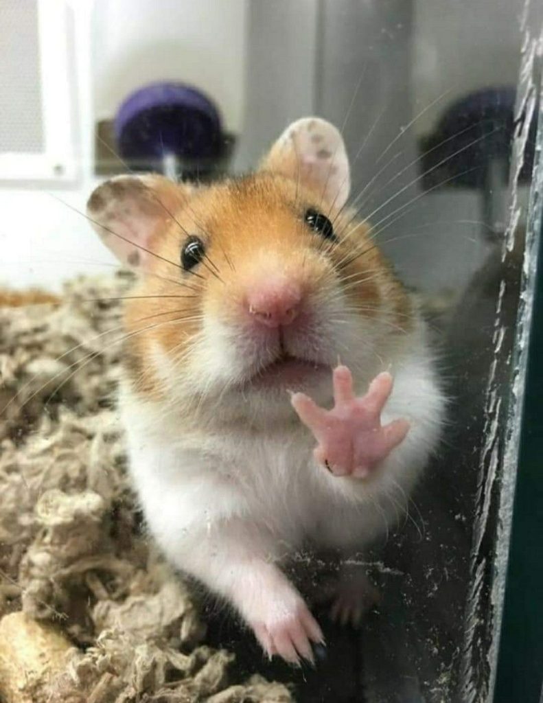 h&igrave;nh nền meme con chuột phi&ecirc;n bản mới