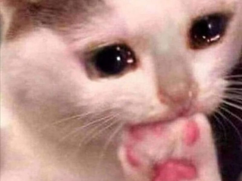 h&igrave;nh nền meme m&egrave;o buồn free