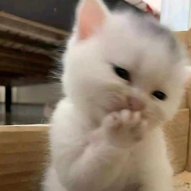 h&igrave;nh nền m&egrave;o meme cười