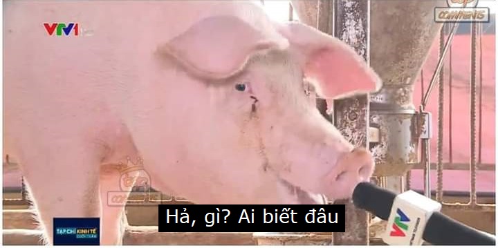 meme ai biết g&igrave; đ&acirc;u cho giới trẻ