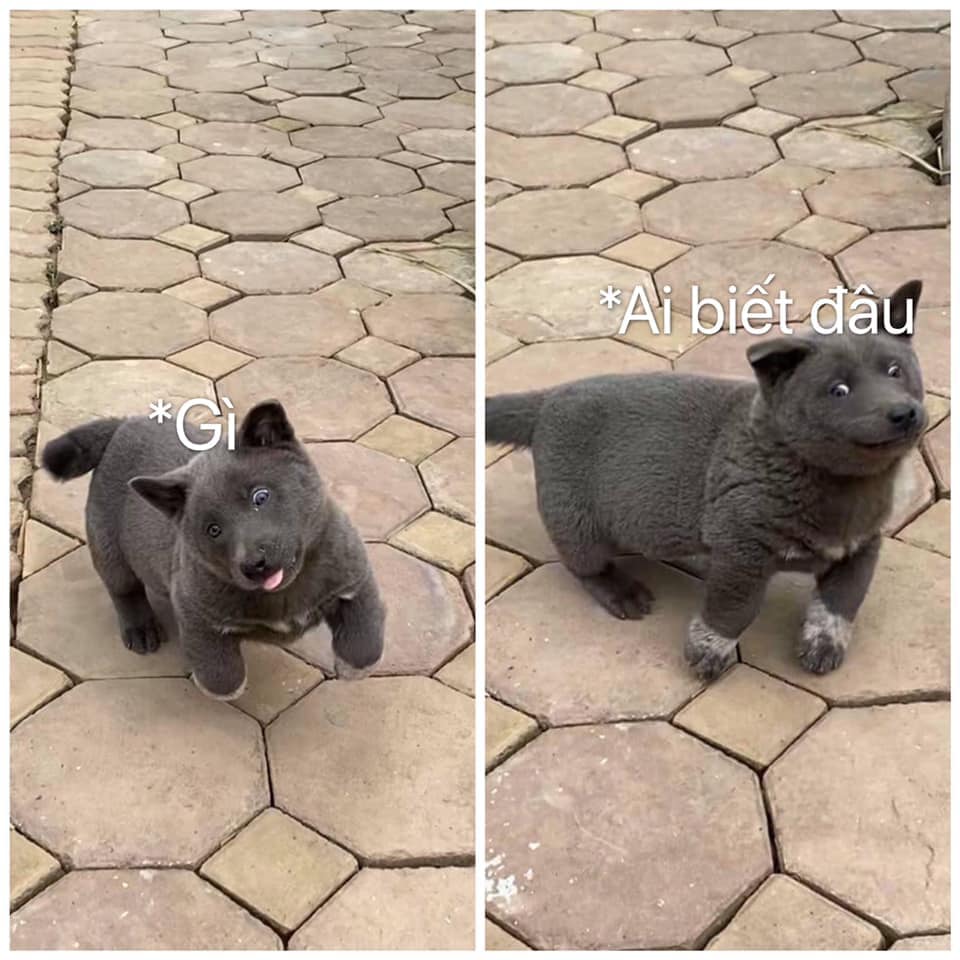 meme ai biết g&igrave; đ&acirc;u nổi bật