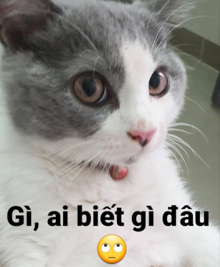 meme ai biết g&igrave; đ&acirc;u v&agrave; &yacute; nghĩa