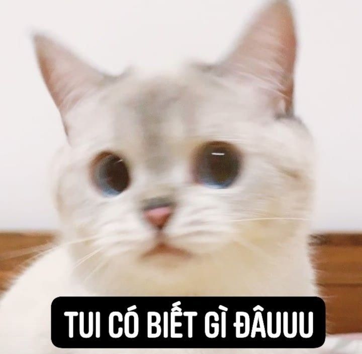 meme ai biết g&igrave; đ&acirc;u 0036
