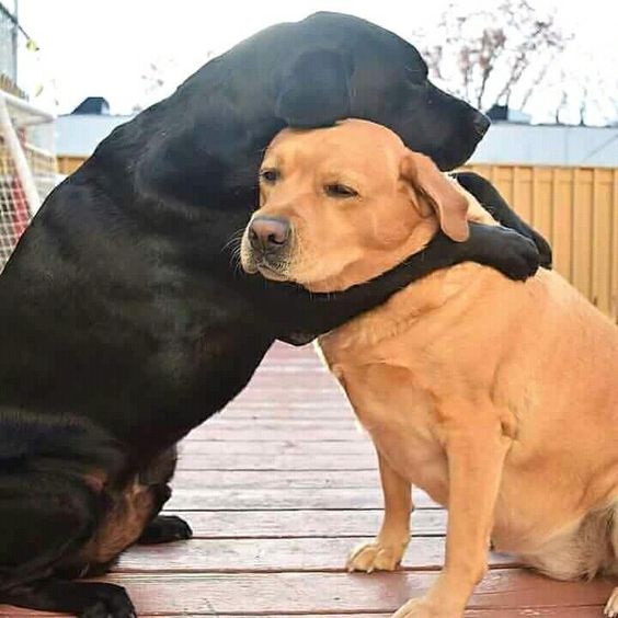 Top 100+ meme an ủi động viên – chia sẻ nỗi buồn một cách nhẹ nhàng