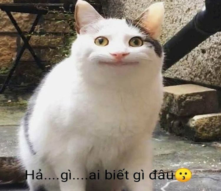 meme biết g&igrave; đ&acirc;u