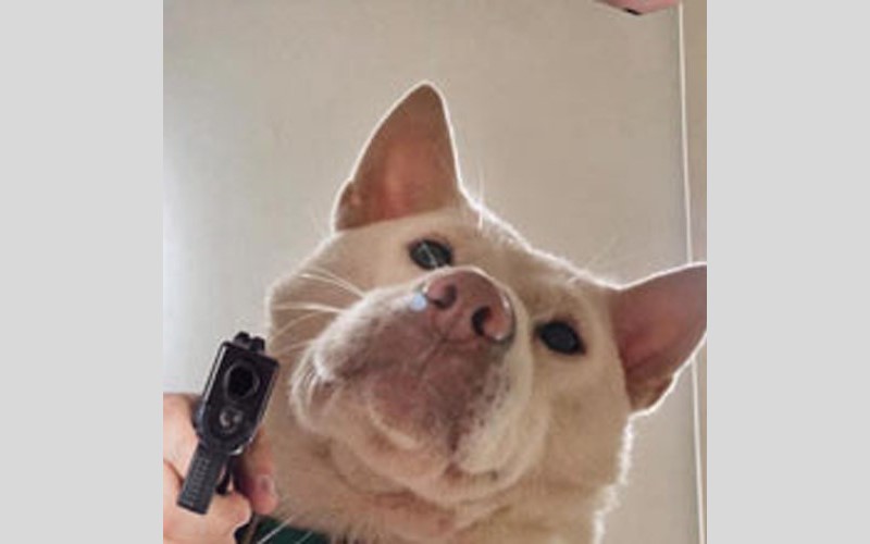 meme cầm s&uacute;ng 0034