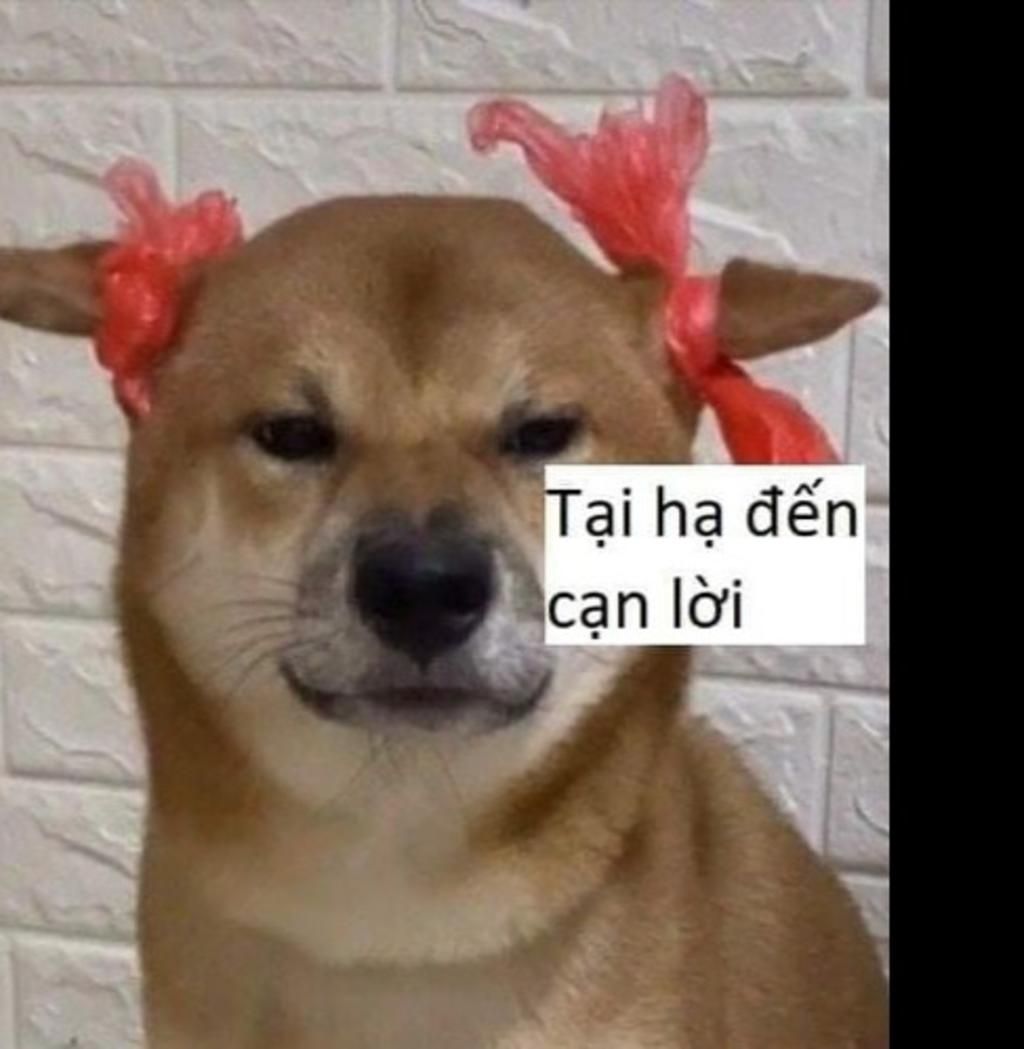 meme cạn lời h&agrave;i hước