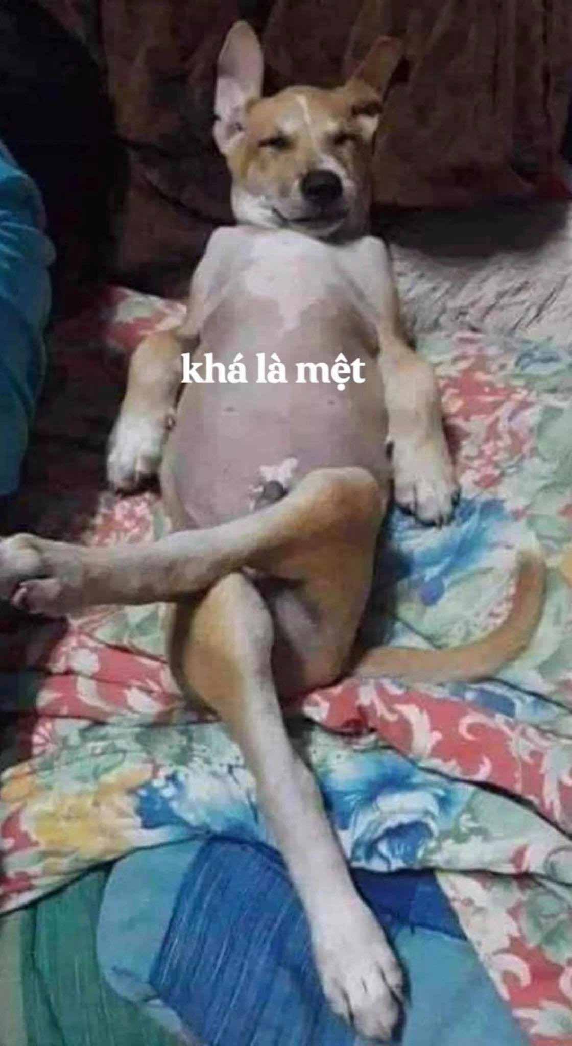 meme ch&oacute; diễn đạt cảm x&uacute;c