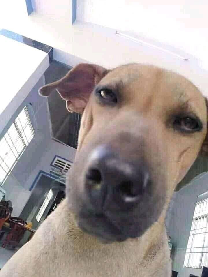 meme ch&oacute; h&agrave;i hước