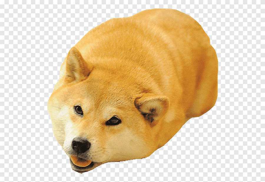 meme ch&oacute; shiba cute