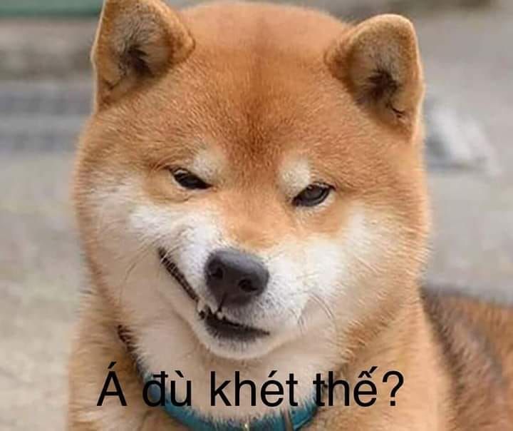 meme ch&oacute; shiba đ&aacute;ng y&ecirc;u