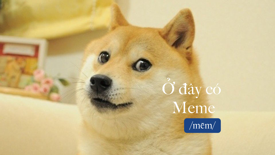 meme ch&oacute; shiba h&agrave;i hước