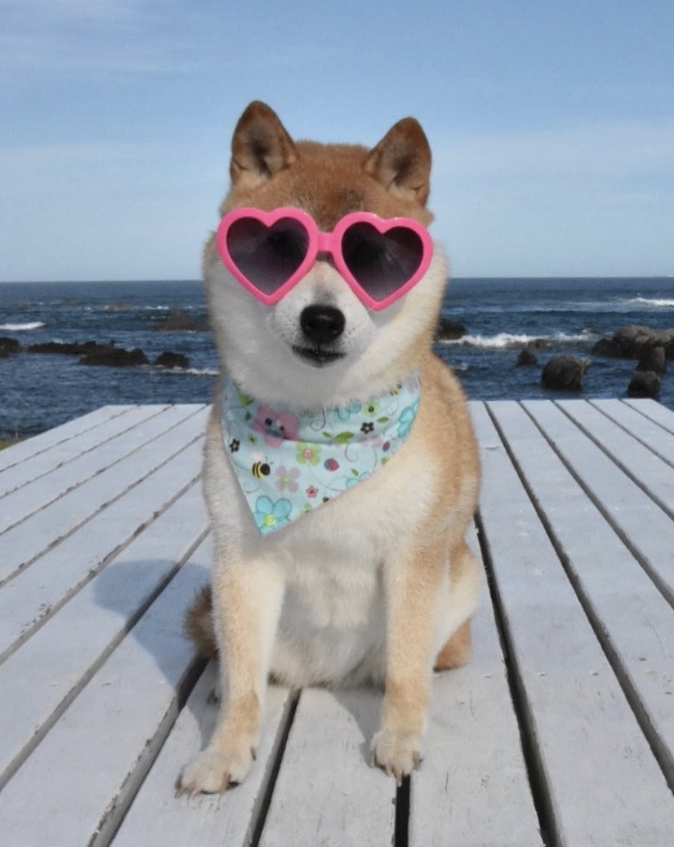 meme ch&oacute; shiba nổi tiếng