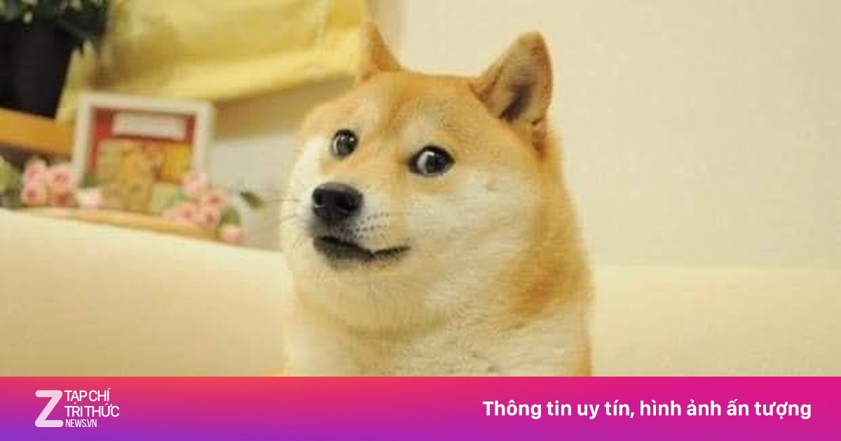 meme ch&oacute; shiba v&agrave; văn h&oacute;a internet.
