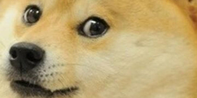 meme ch&oacute; shiba 0021
