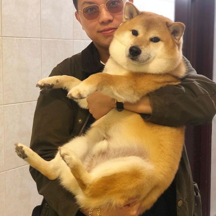 meme ch&oacute; shiba 0022