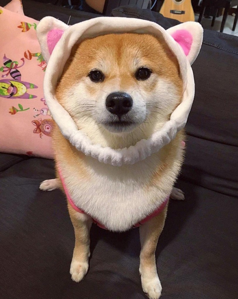 meme ch&oacute; shiba 0027