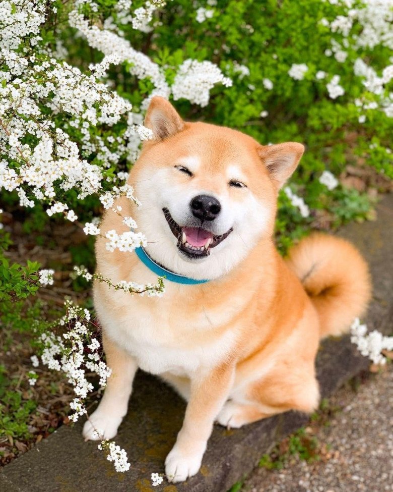 meme ch&oacute; shiba 0028