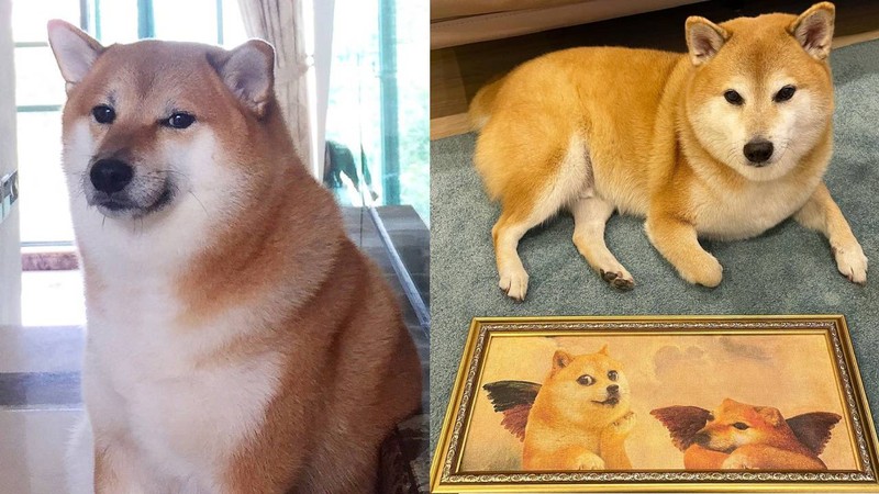 meme ch&oacute; shiba 0029