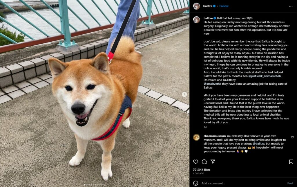 meme ch&oacute; shiba 0031