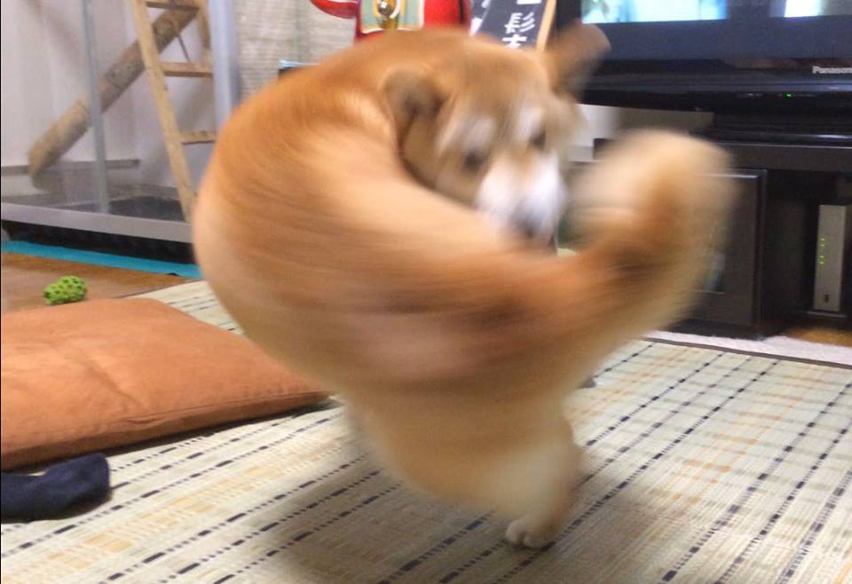 meme ch&oacute; shiba 0033