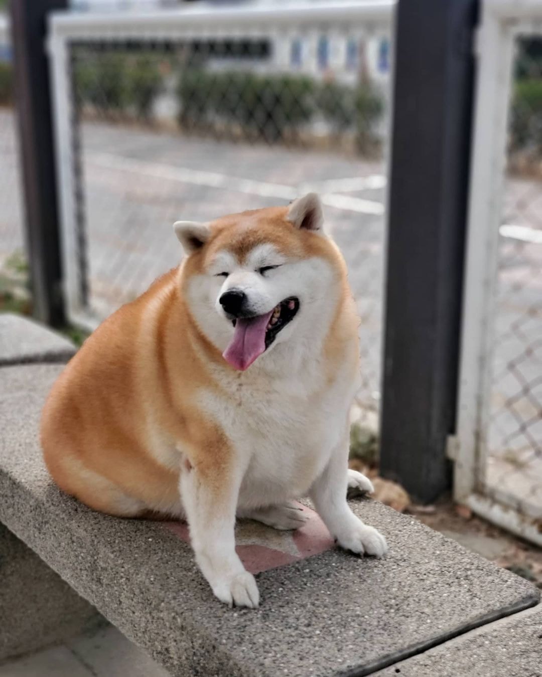 meme ch&oacute; shiba 0038
