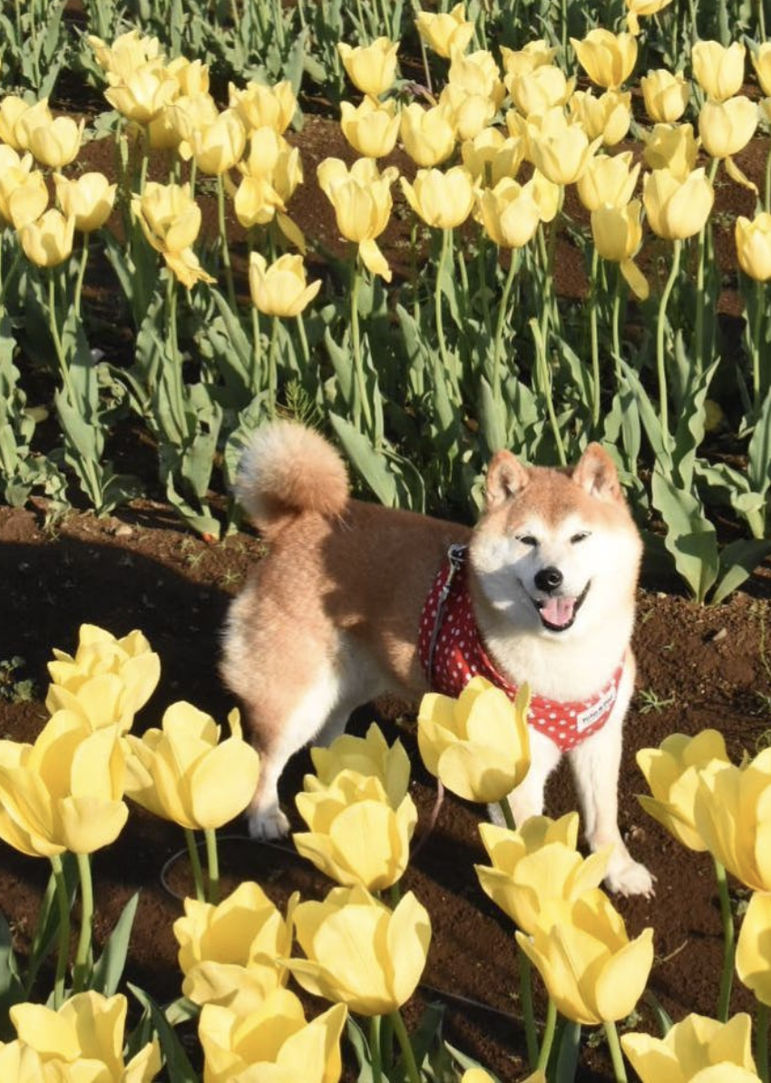 meme ch&oacute; shiba 0041