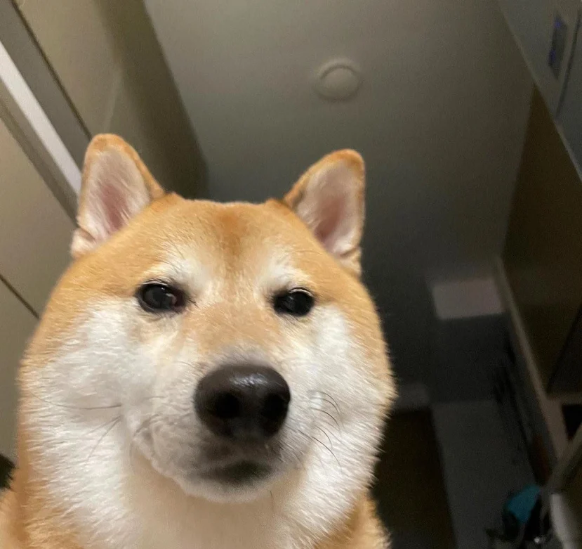 meme ch&oacute; shiba 0043