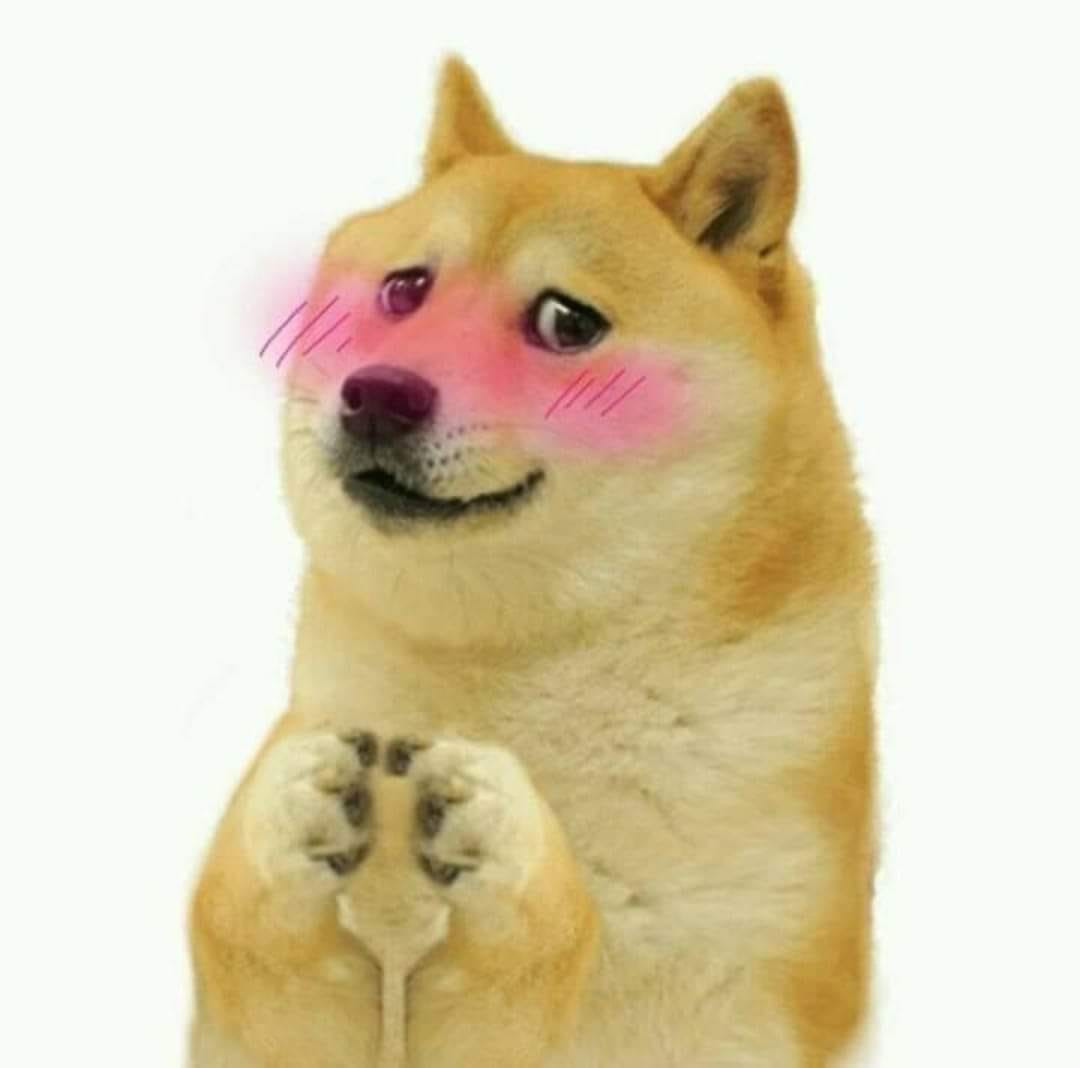 meme ch&oacute; vui nhộn nhất