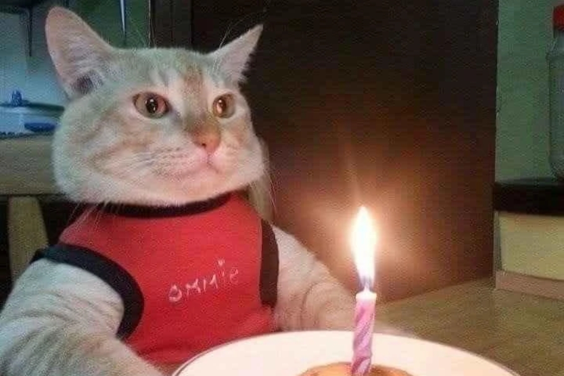 meme ch&uacute;c mừng sinh nhật cho bạn b&egrave;