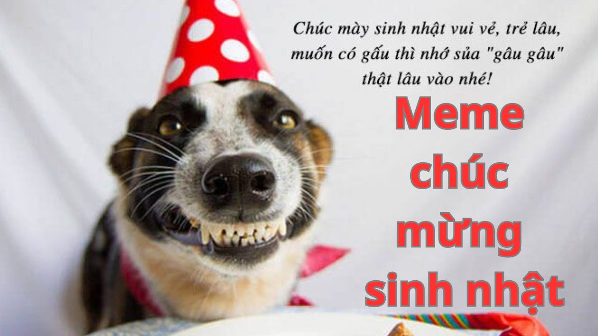 Meme chúc mừng sinh nhật hài hước ý nghĩa