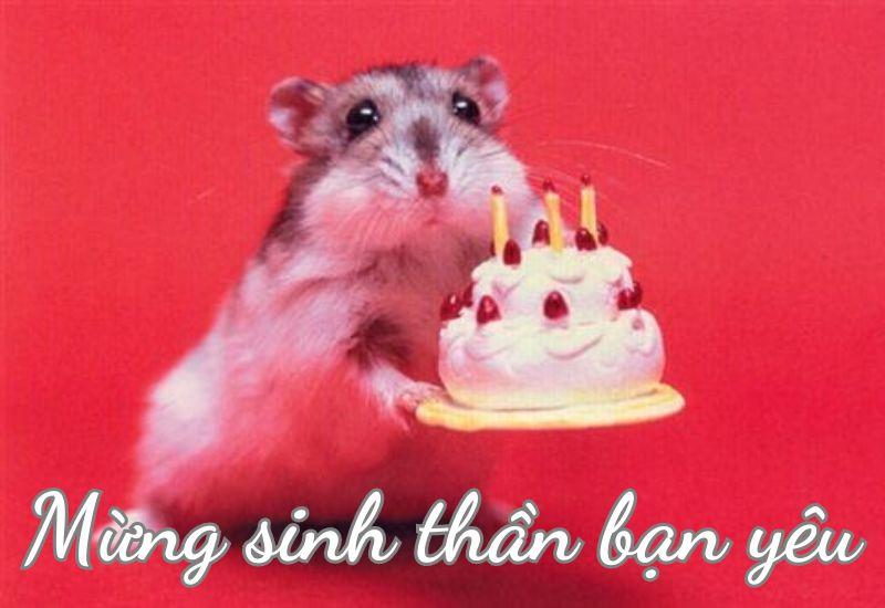 meme ch&uacute;c mừng sinh nhật vui nhộn