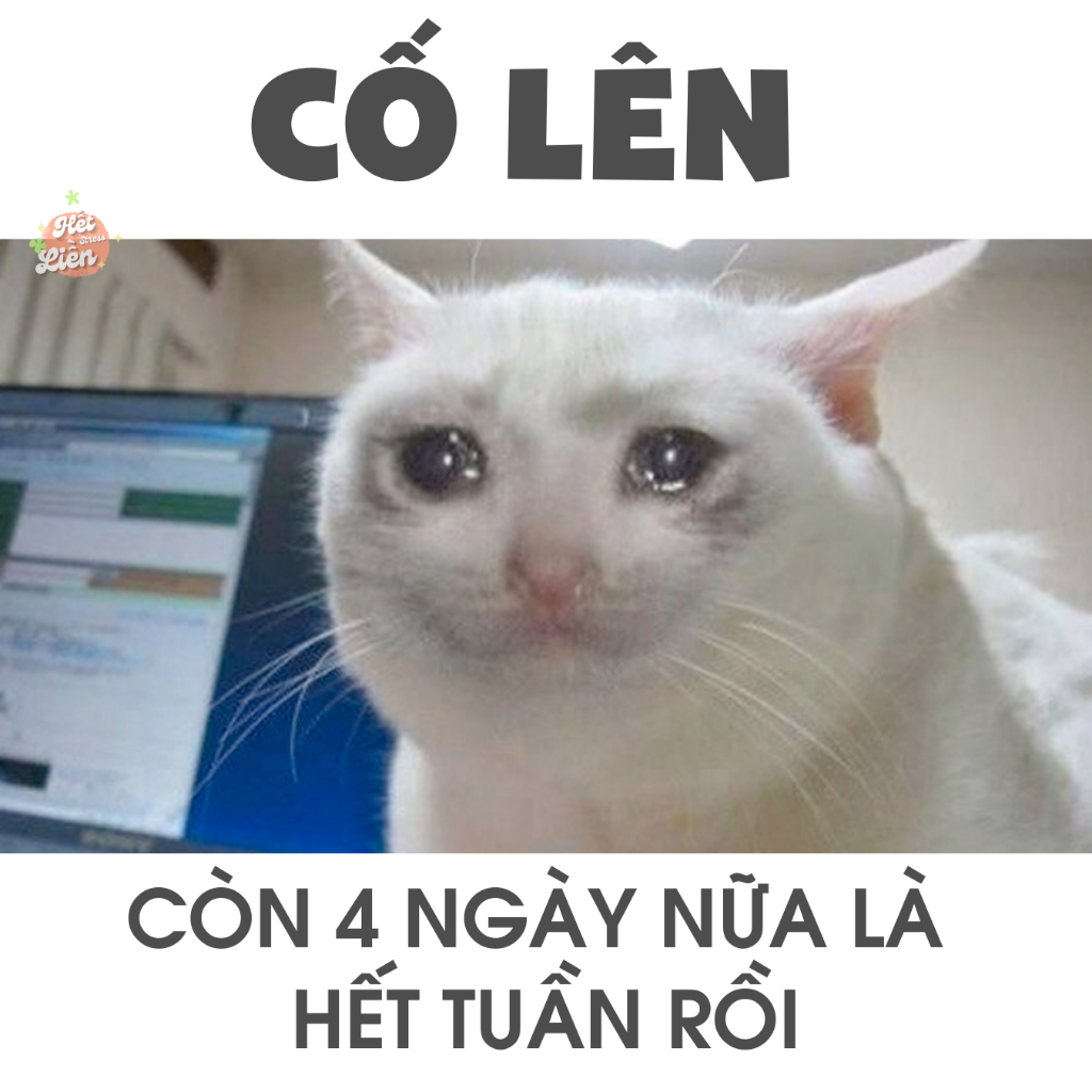 meme cố l&ecirc;n 0035