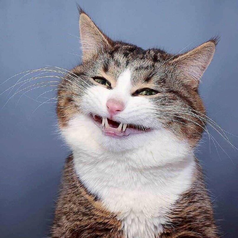 meme cười nham hiểm độc đ&aacute;o