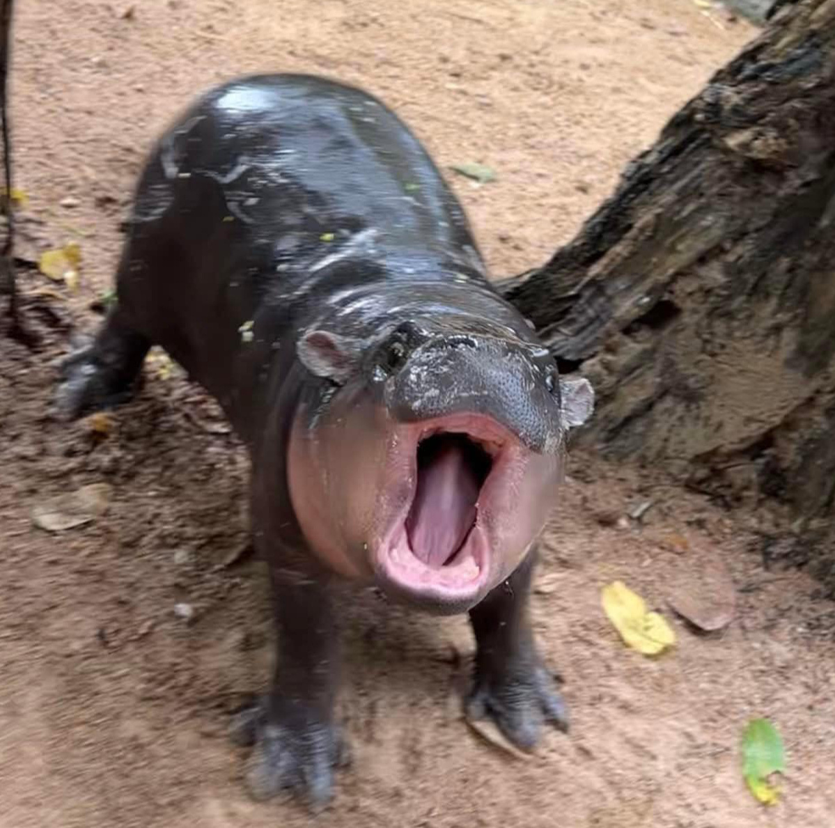 meme h&agrave; m&atilde;
