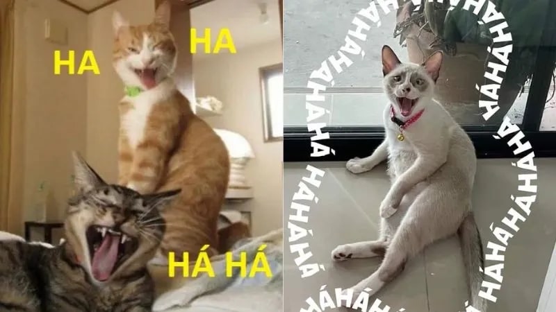 Không gian meme hahaha – tiền có thể mua được gì? khám phá ngay!