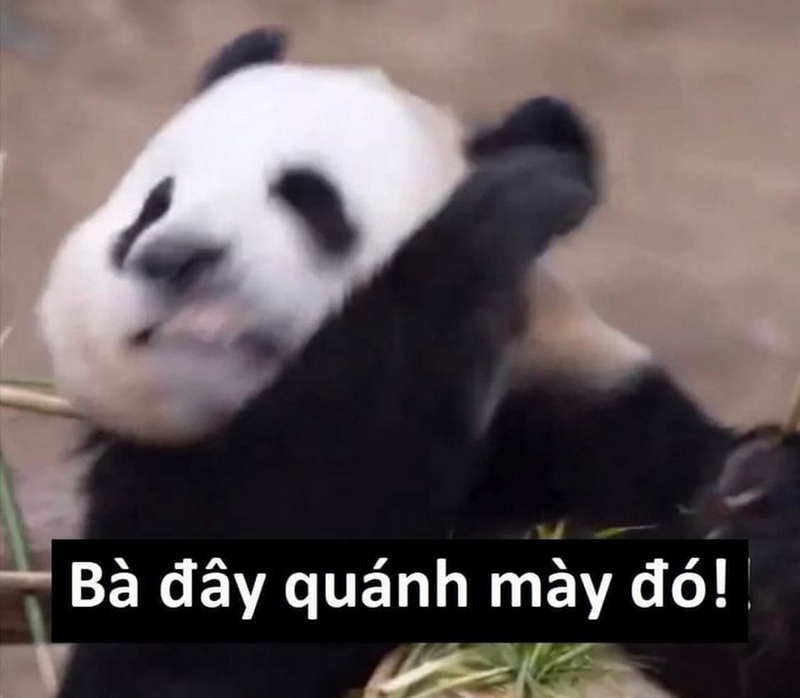 meme h&agrave;i trung quốc 0039