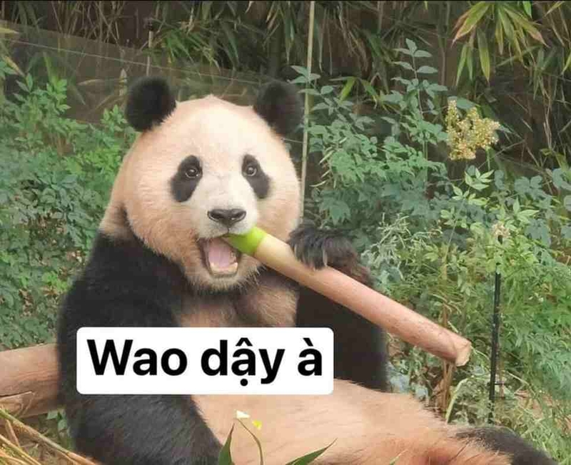 meme h&agrave;i trung quốc 0041