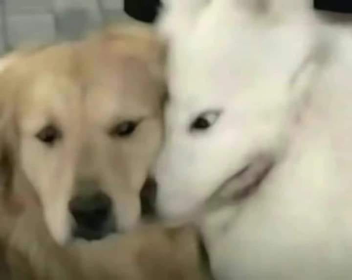 meme lườm 0045
