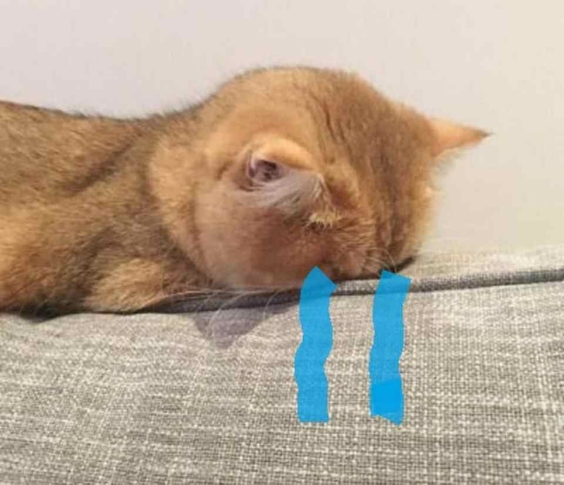 meme m&egrave;o buồn cho điện thoại