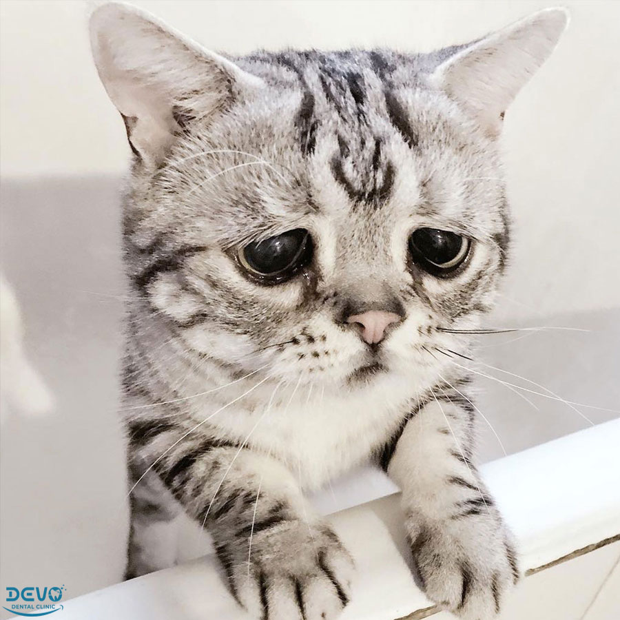 meme m&egrave;o buồn đ&aacute;ng y&ecirc;u