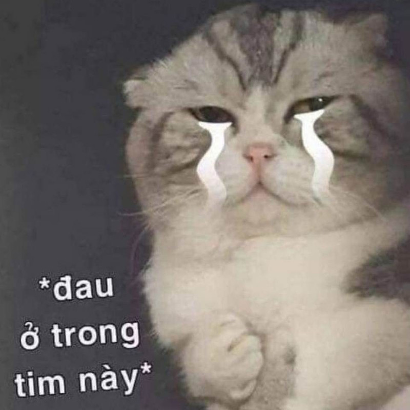 meme m&egrave;o buồn 0030