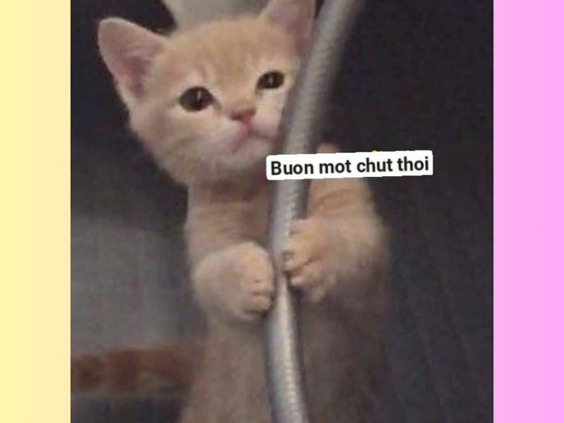 meme m&egrave;o buồn 0042