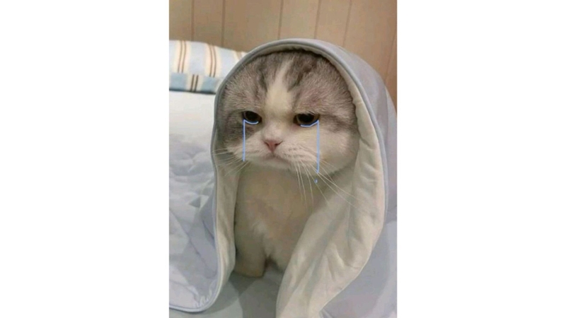meme m&egrave;o buồn 0045