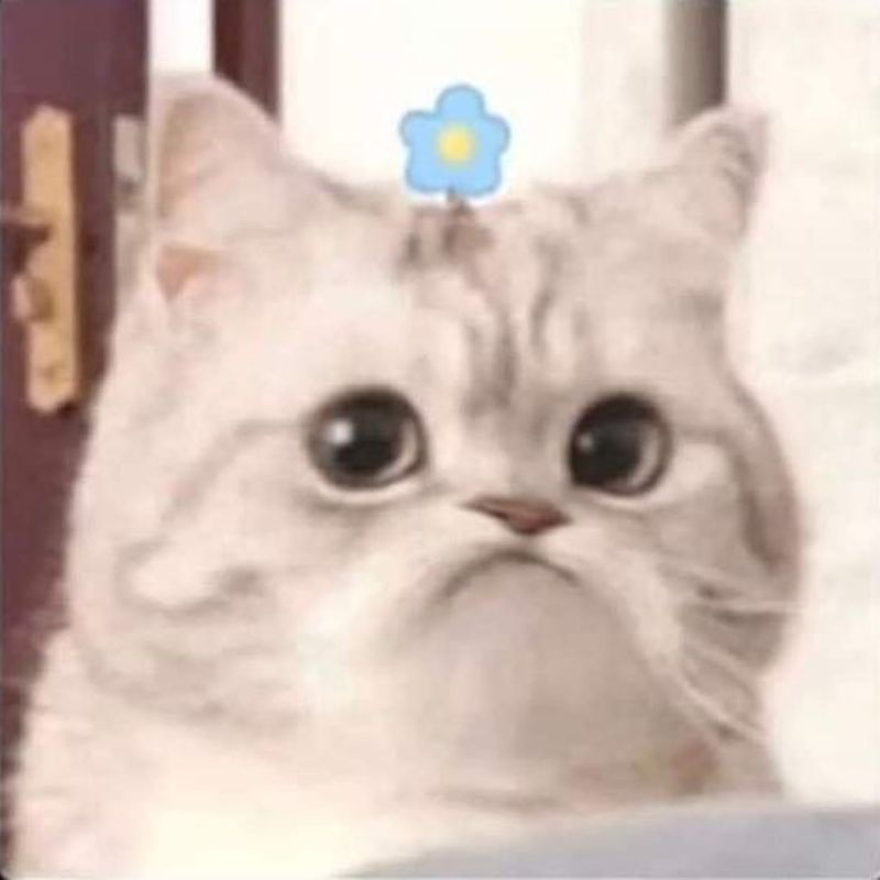 meme m&egrave;o buồn 0047