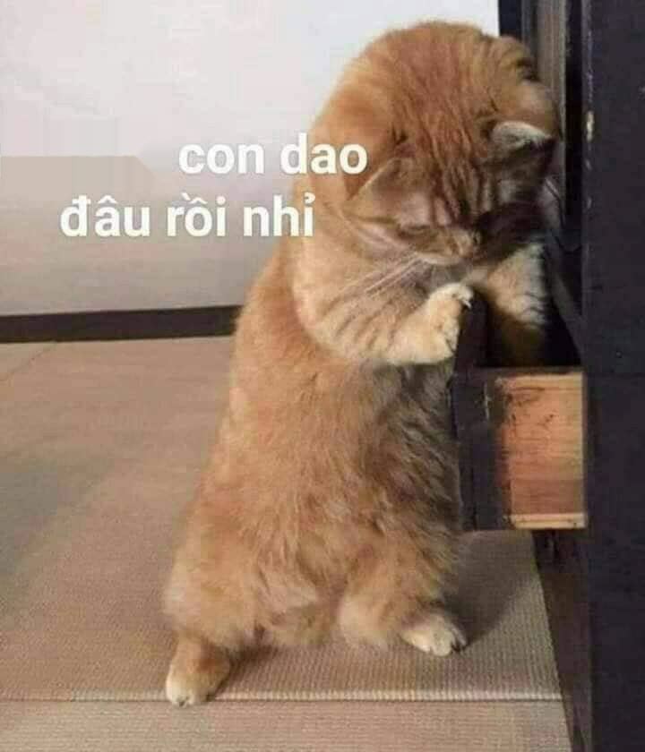 meme m&egrave;o cầm dao v&agrave; sự s&aacute;ng tạo