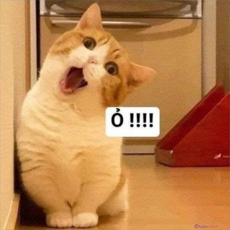 meme m&egrave;o cười h&agrave; mồm độc đ&aacute;o