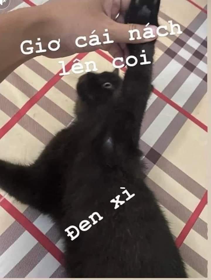 meme m&egrave;o đen dễ thương