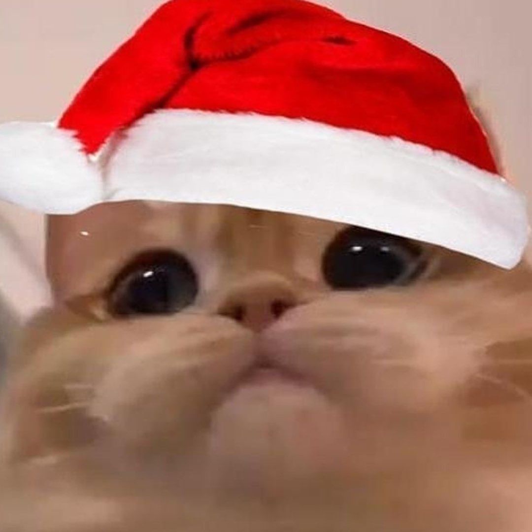 meme m&egrave;o gi&aacute;ng sinh chất lượng cao