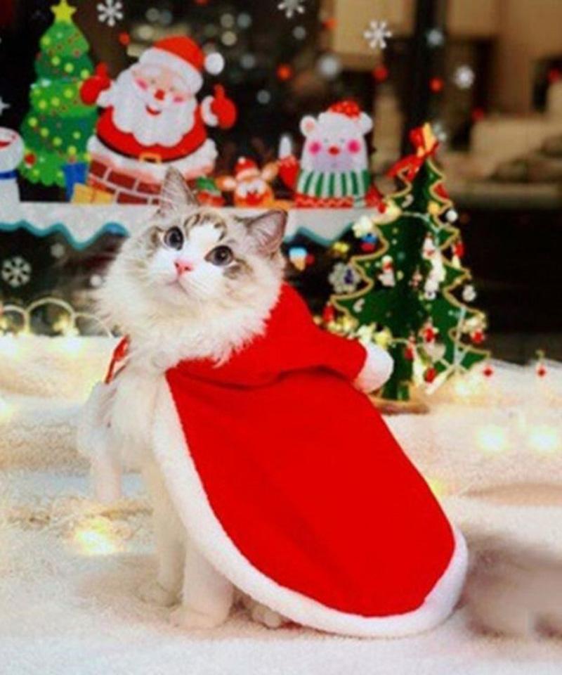meme m&egrave;o gi&aacute;ng sinh phổ biến
